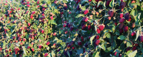 boysenberry dried fruit nz